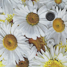 Load image into Gallery viewer, 108 Inches Wide Backing - Forget Me Not by Maywood Studio - Daisy Delight