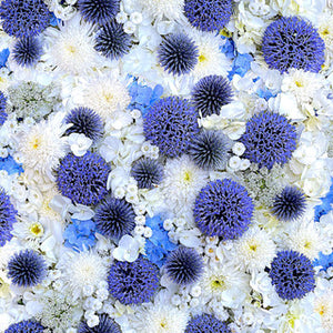 108 Inches Wide Backing - Forget Me Not by Maywood Studio - Globe Thistle