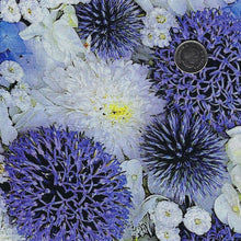 Load image into Gallery viewer, 108 Inches Wide Backing - Forget Me Not by Maywood Studio - Globe Thistle
