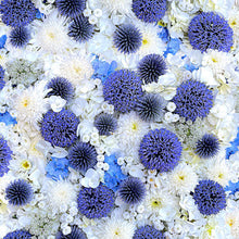 Load image into Gallery viewer, 108 Inches Wide Backing - Forget Me Not by Maywood Studio - Globe Thistle
